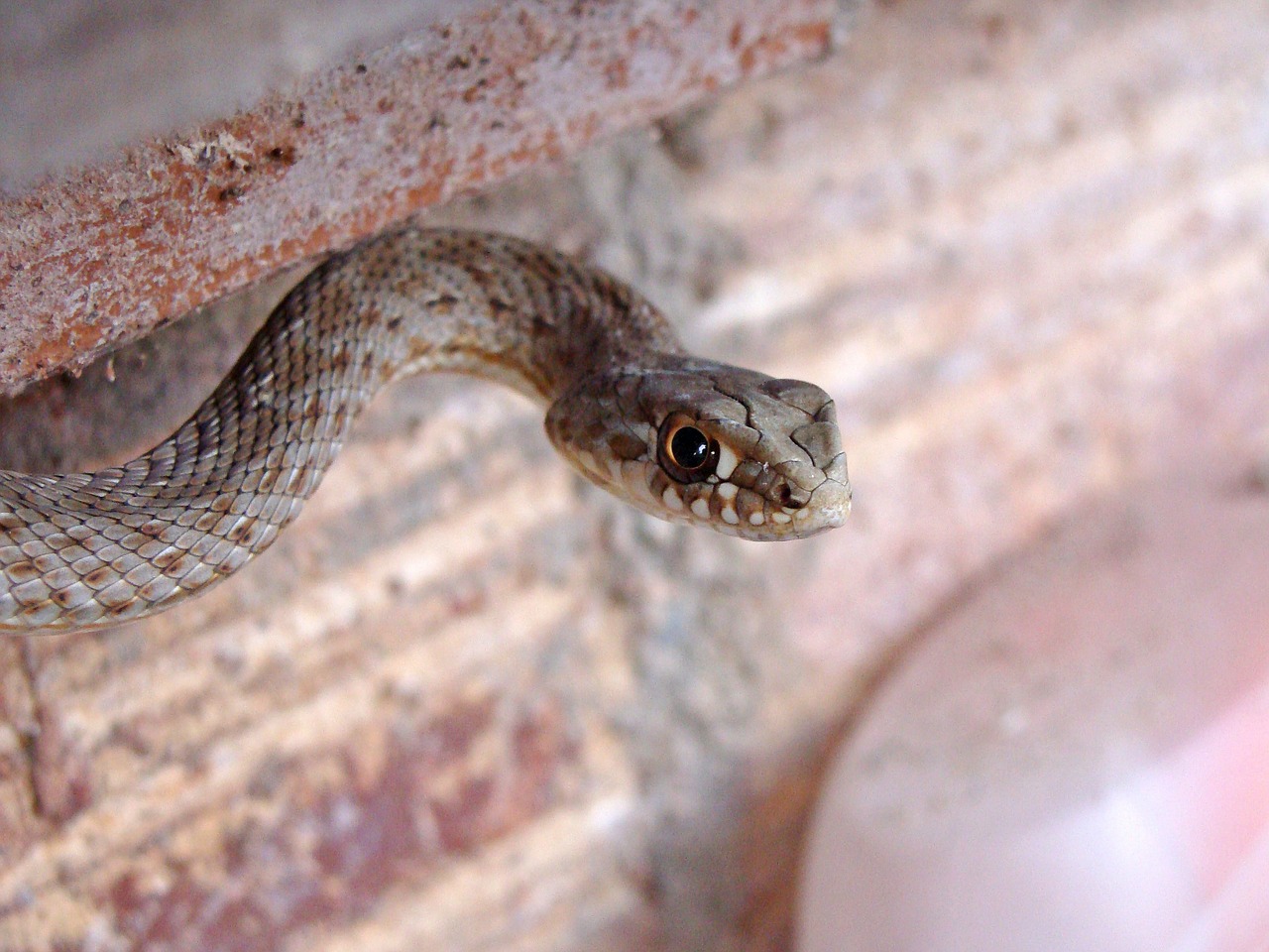 snake malpolon monspessulanus culebra bastarda free photo