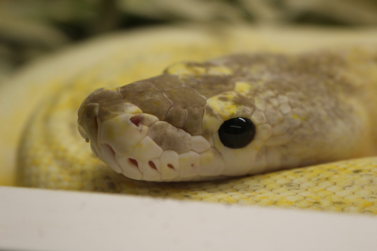 snake  yellow  reptile free photo