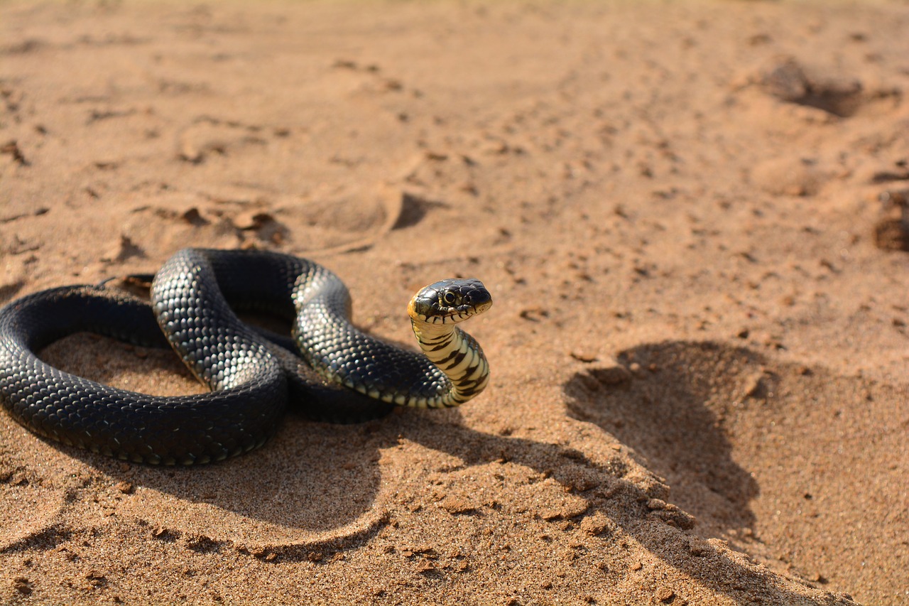 snake  sand  reptile free photo