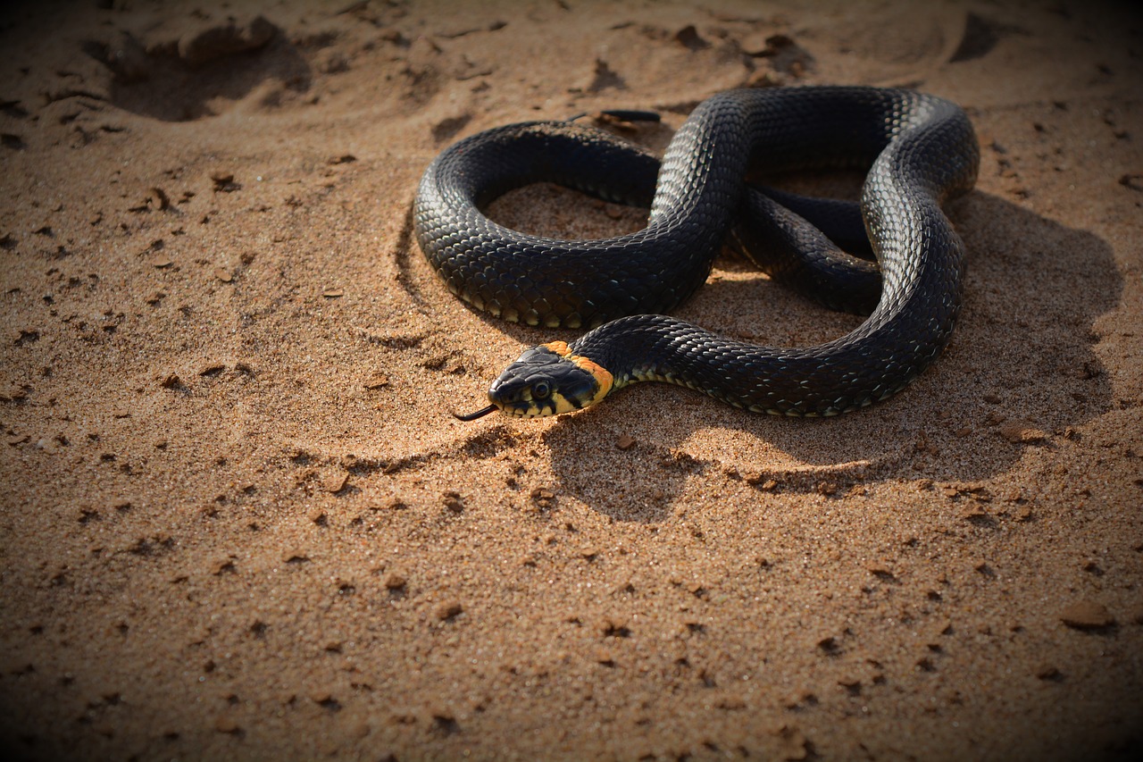 snake  sand  reptile free photo