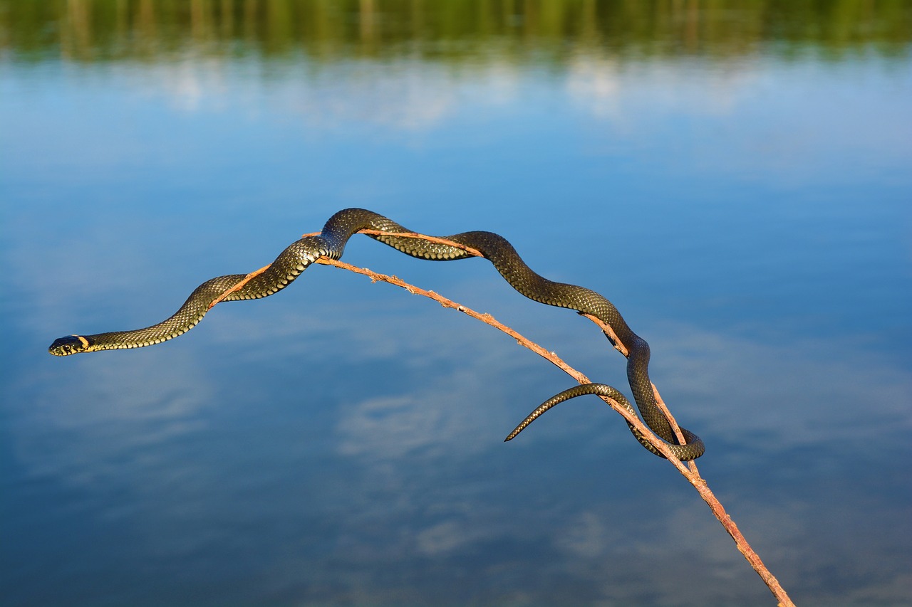 snake  river  water free photo