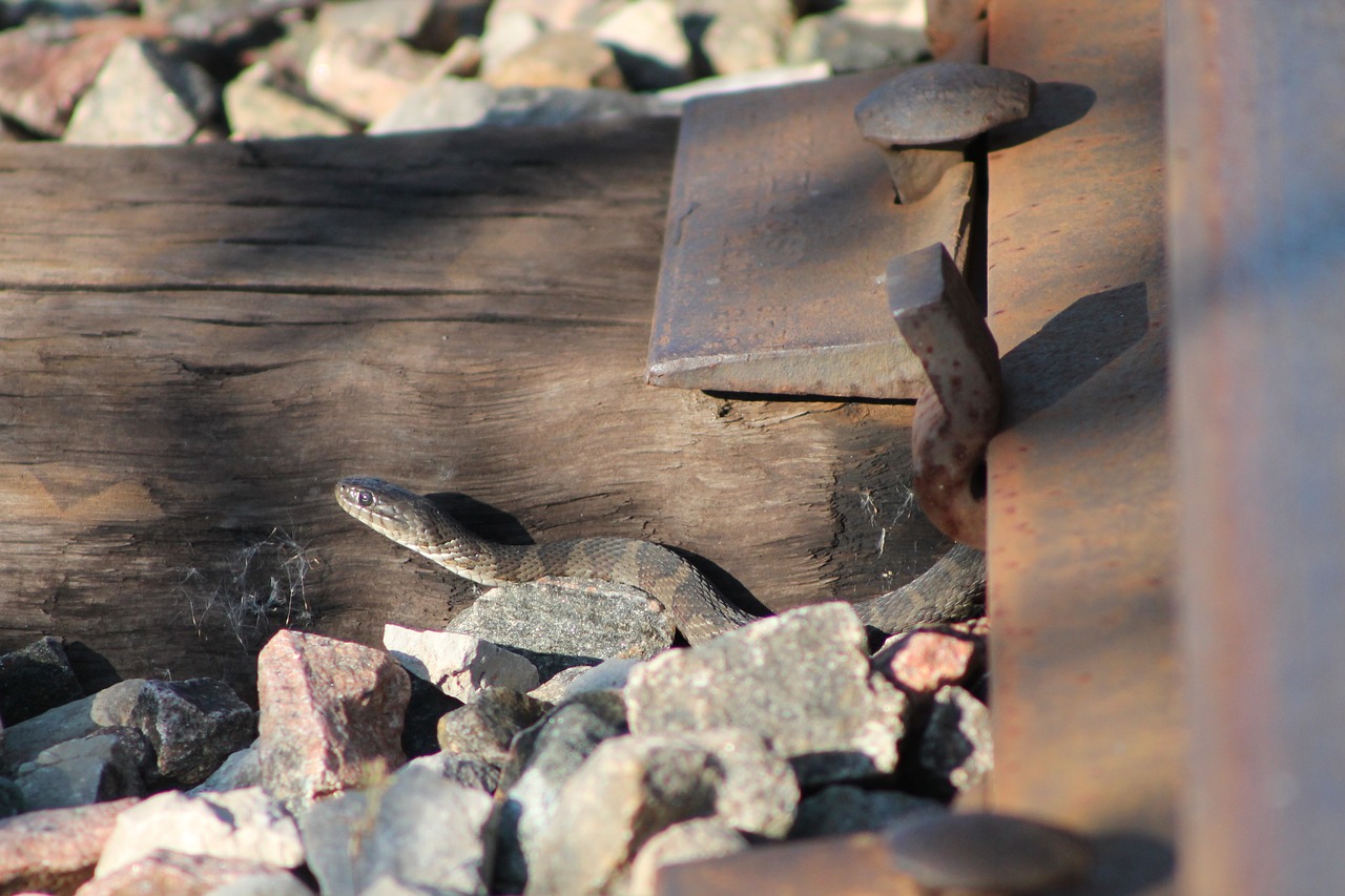 snake  rail  pebble free photo