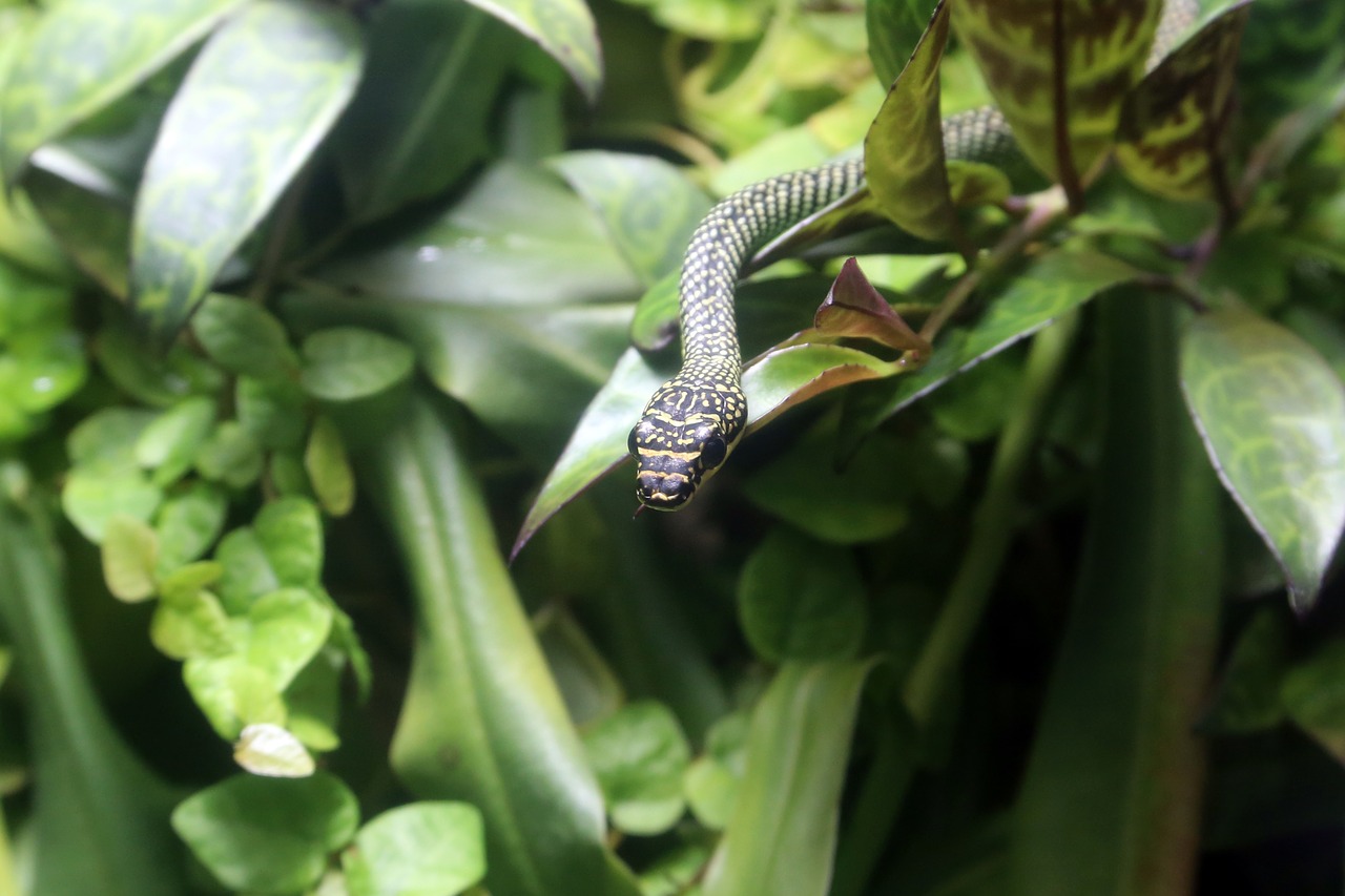 snake  reptile  animal free photo