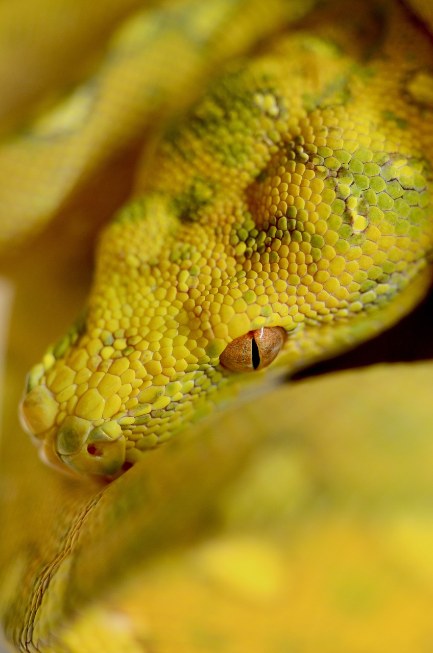 snake  reptile  green tree python free photo