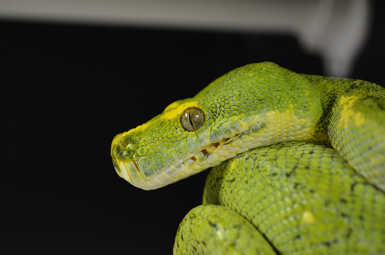 snake  reptile  green tree python free photo