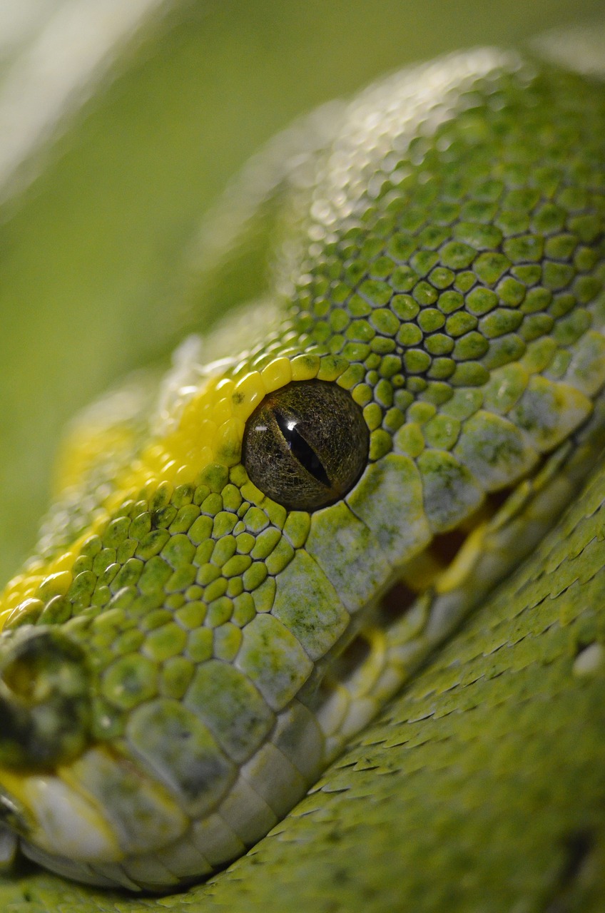 Snake Reptile Green Tree Python Green Python Free Image From
