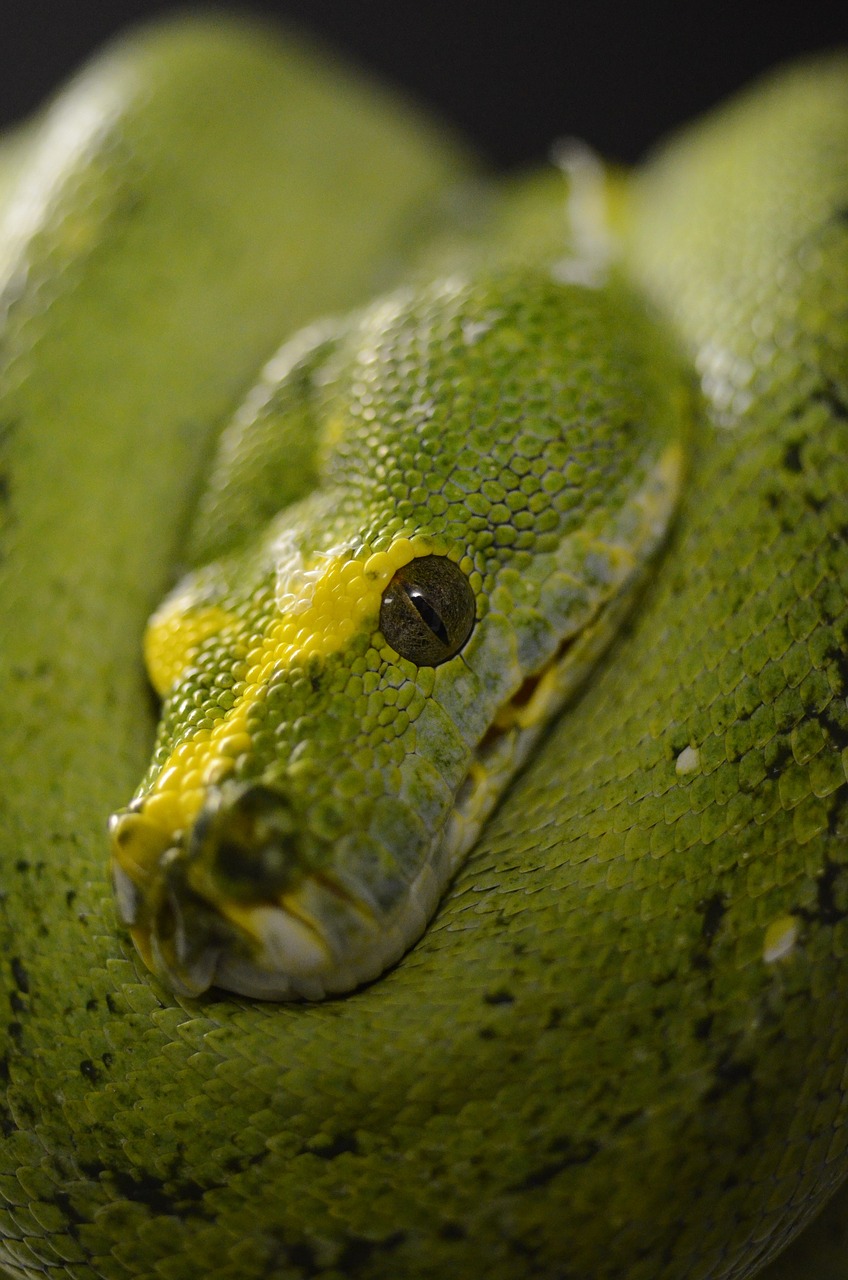 snake  reptile  green tree python free photo