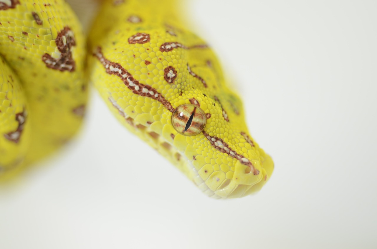 snake  reptile  green tree python free photo