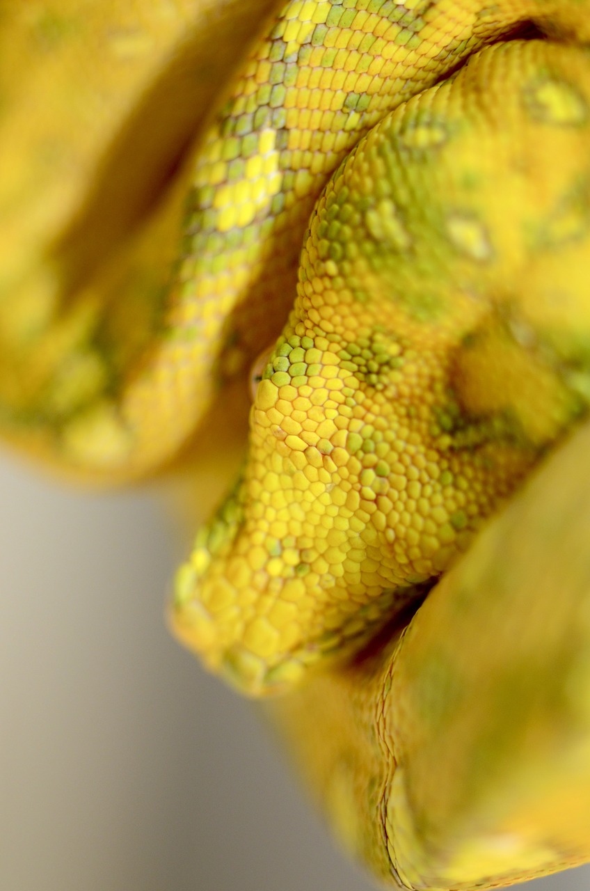 snake  reptile  green tree python free photo