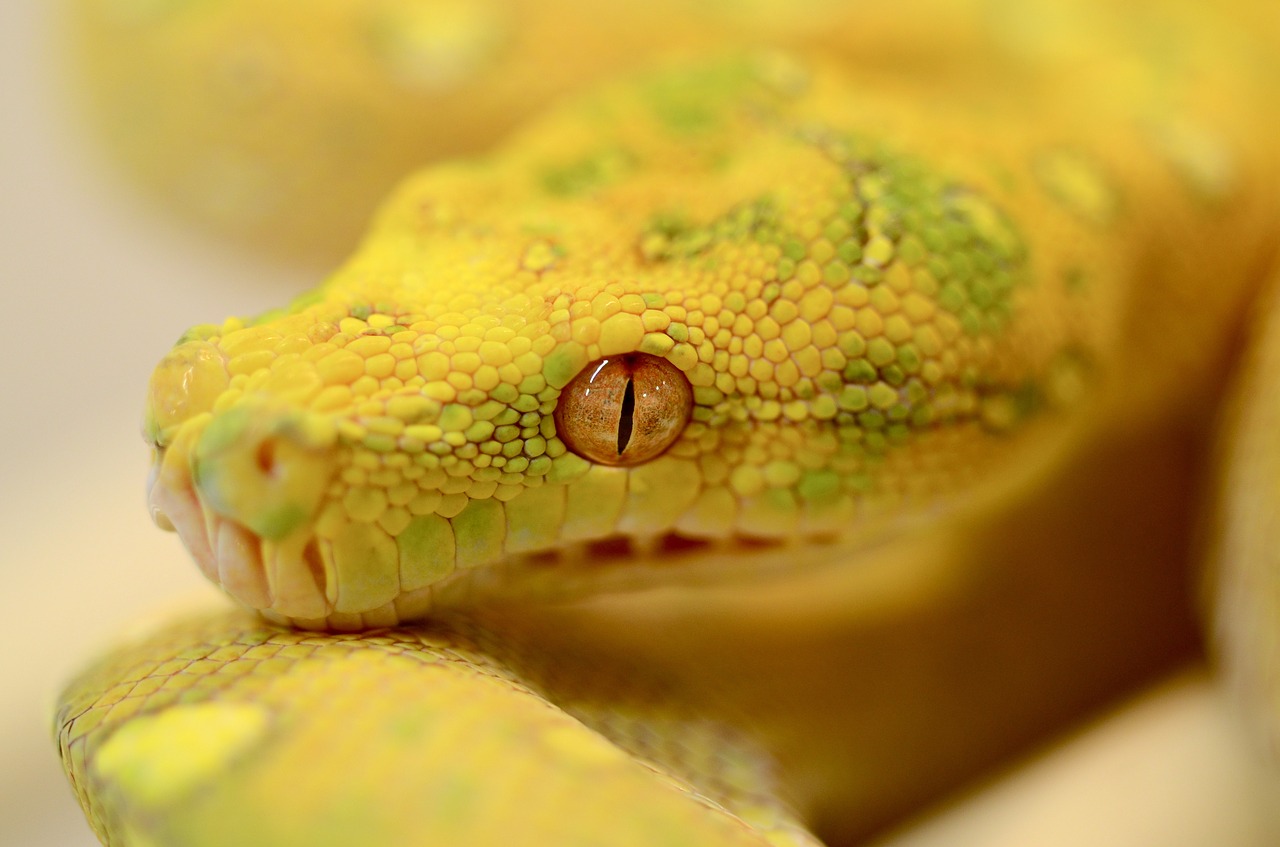 snake  reptile  green tree python free photo