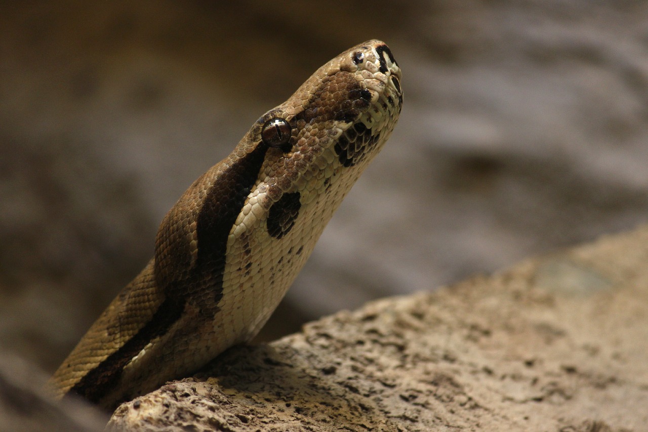 snake  boa  reptile free photo