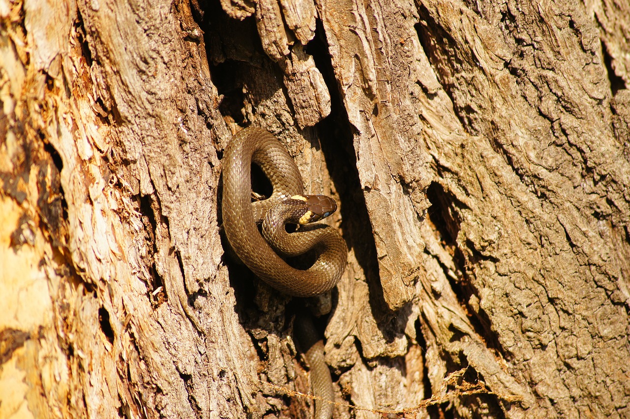 snake  grass snake  gad free photo