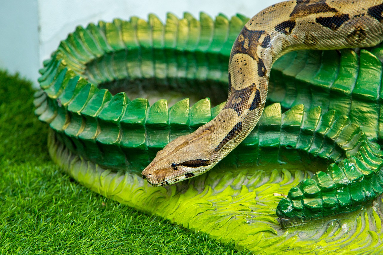 snake  animal  reptile free photo