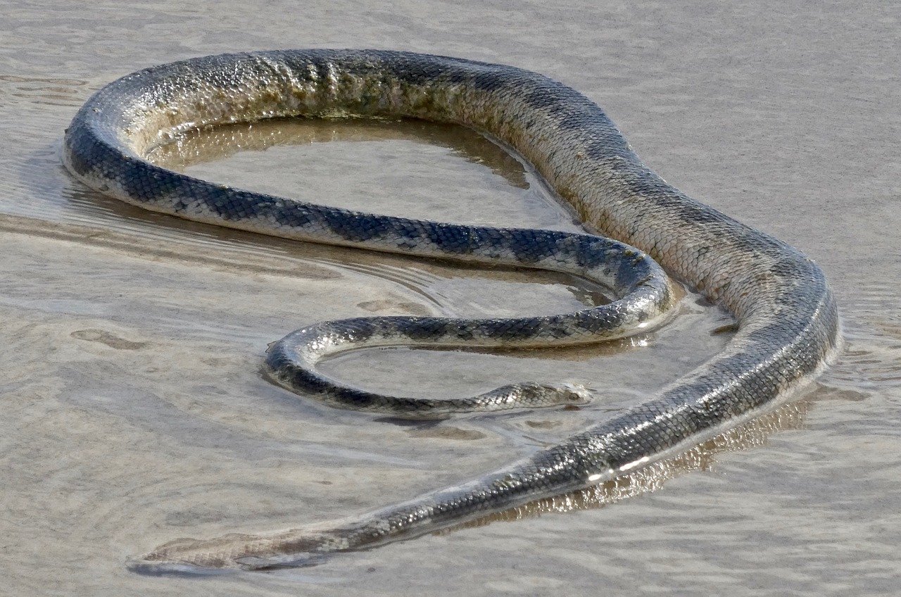 snake  sea  serpent free photo