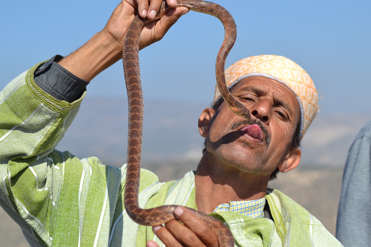 snake  trainer  morocco free photo