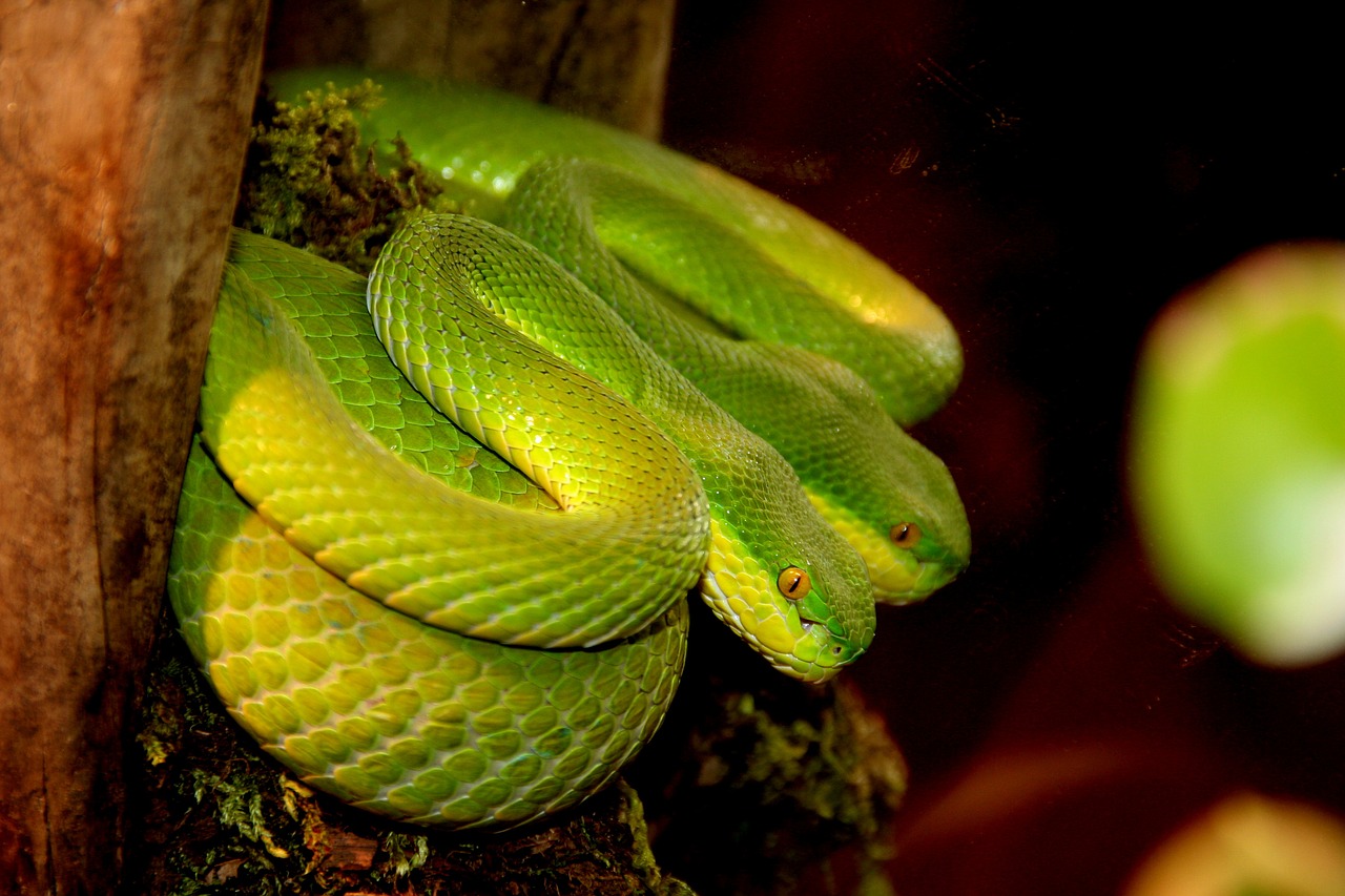 snake  mirror image  reptile free photo