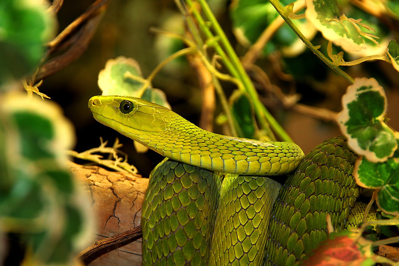 snake  reptile  nature free photo