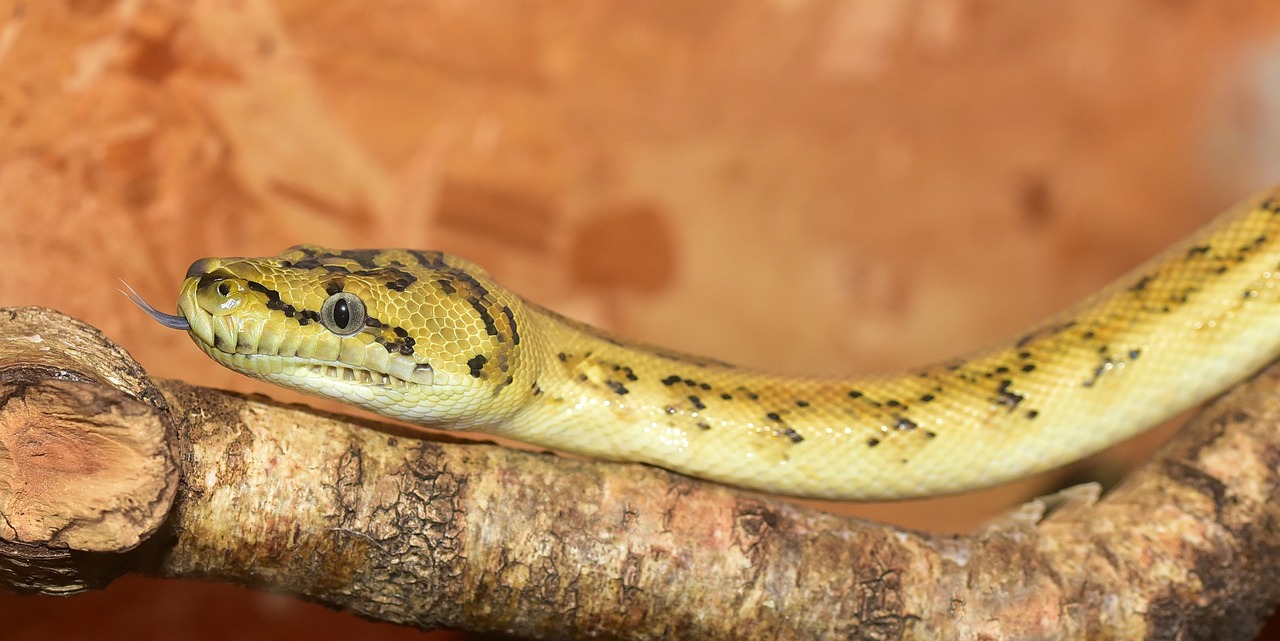 snake  python  yellow free photo