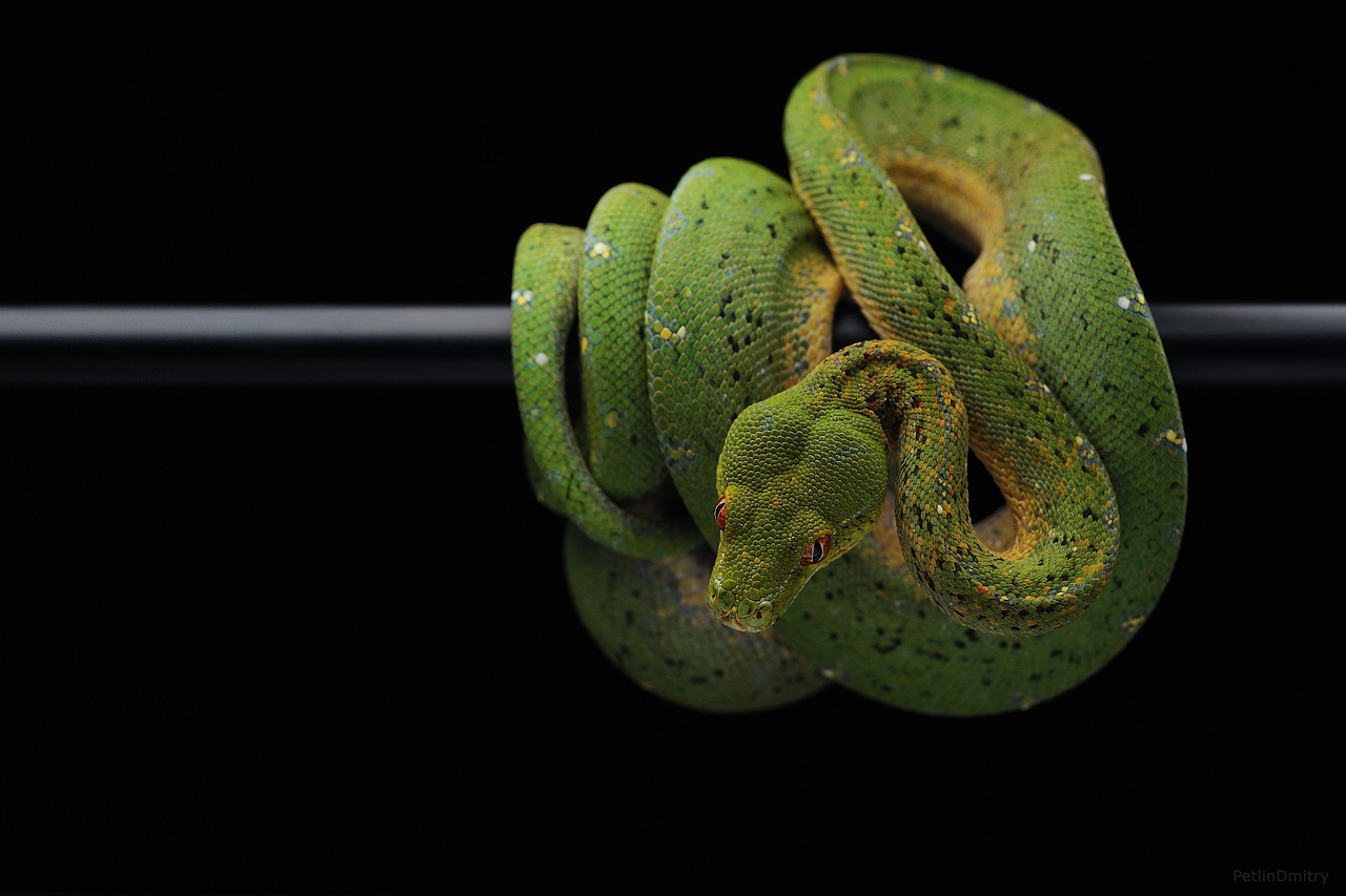 snake  python  green python free photo