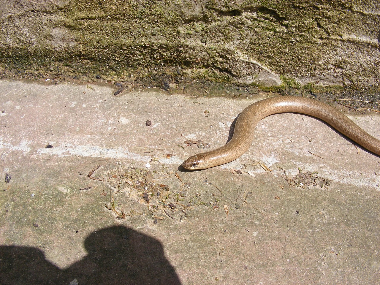 snake slow worm reptile free photo