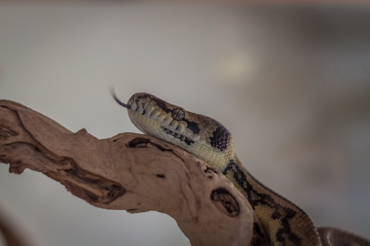 snake  animal  reptile free photo