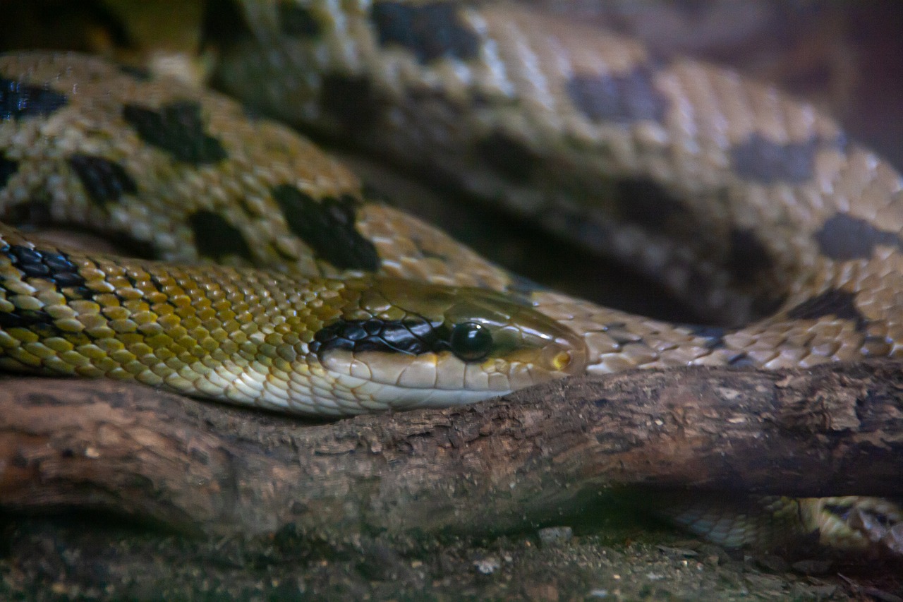 snake  exotic  wild free photo