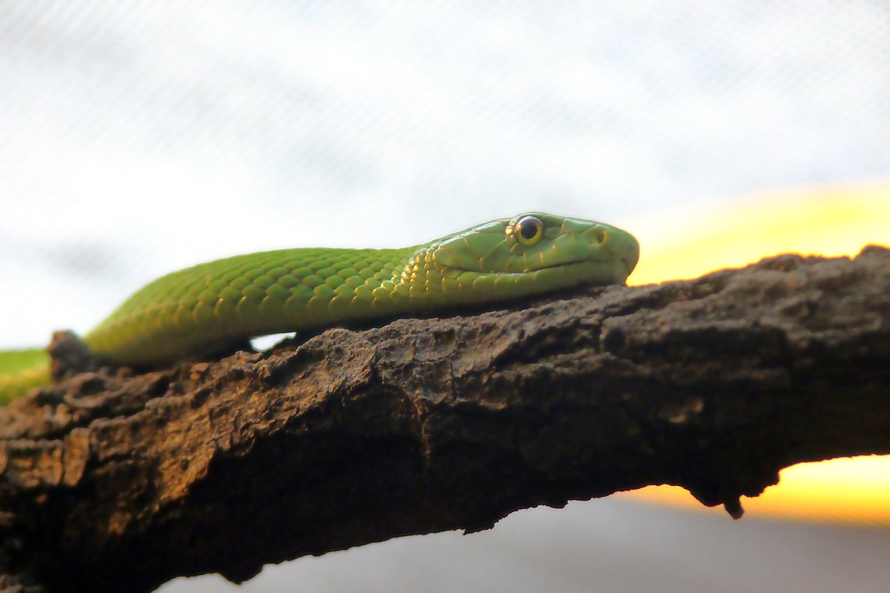 snake  reptile  green free photo