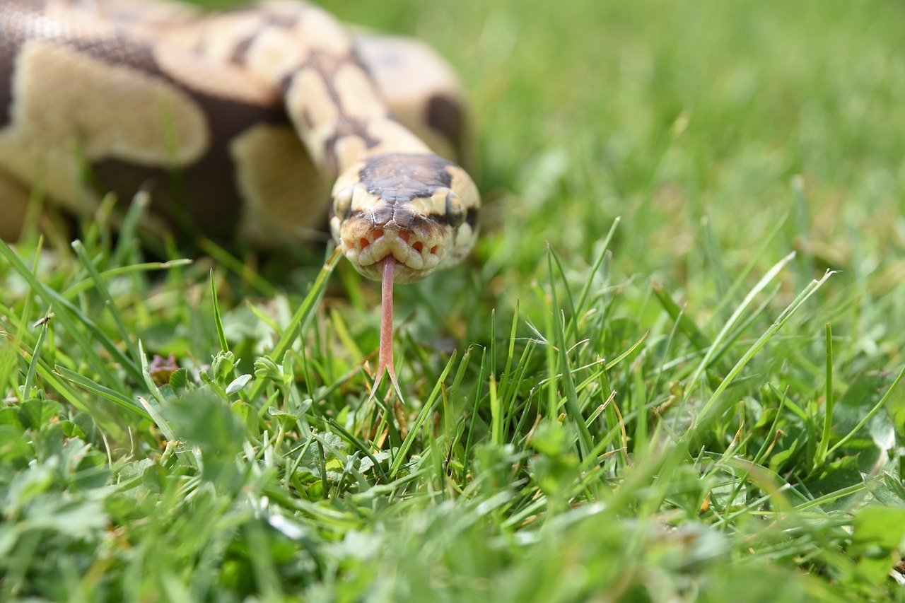 snake  python  reptile free photo