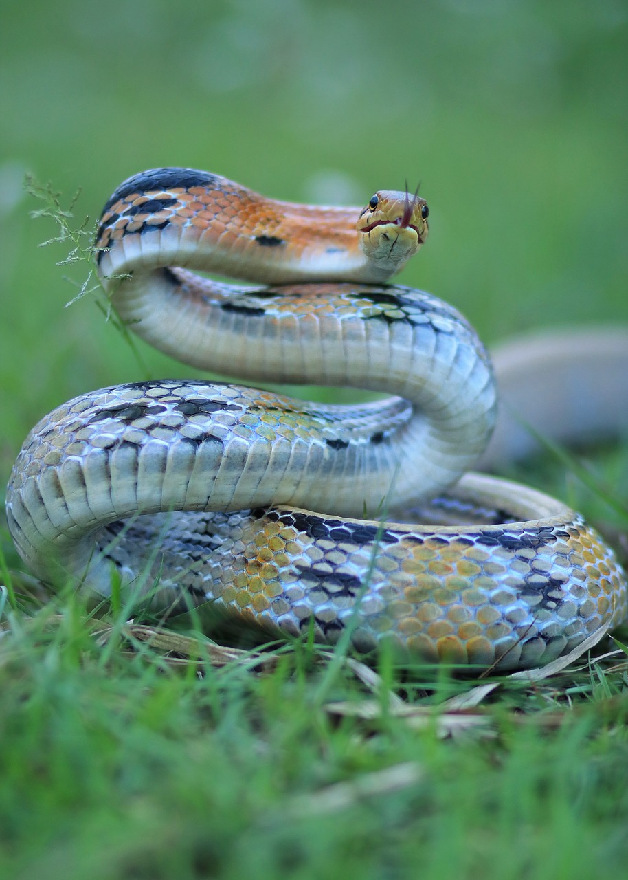 snake  animal  green free photo