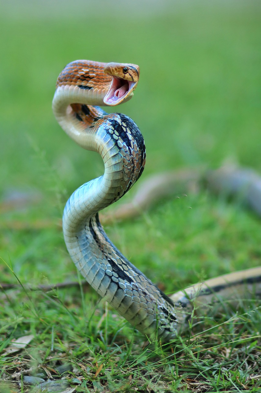 snake  animal  green free photo