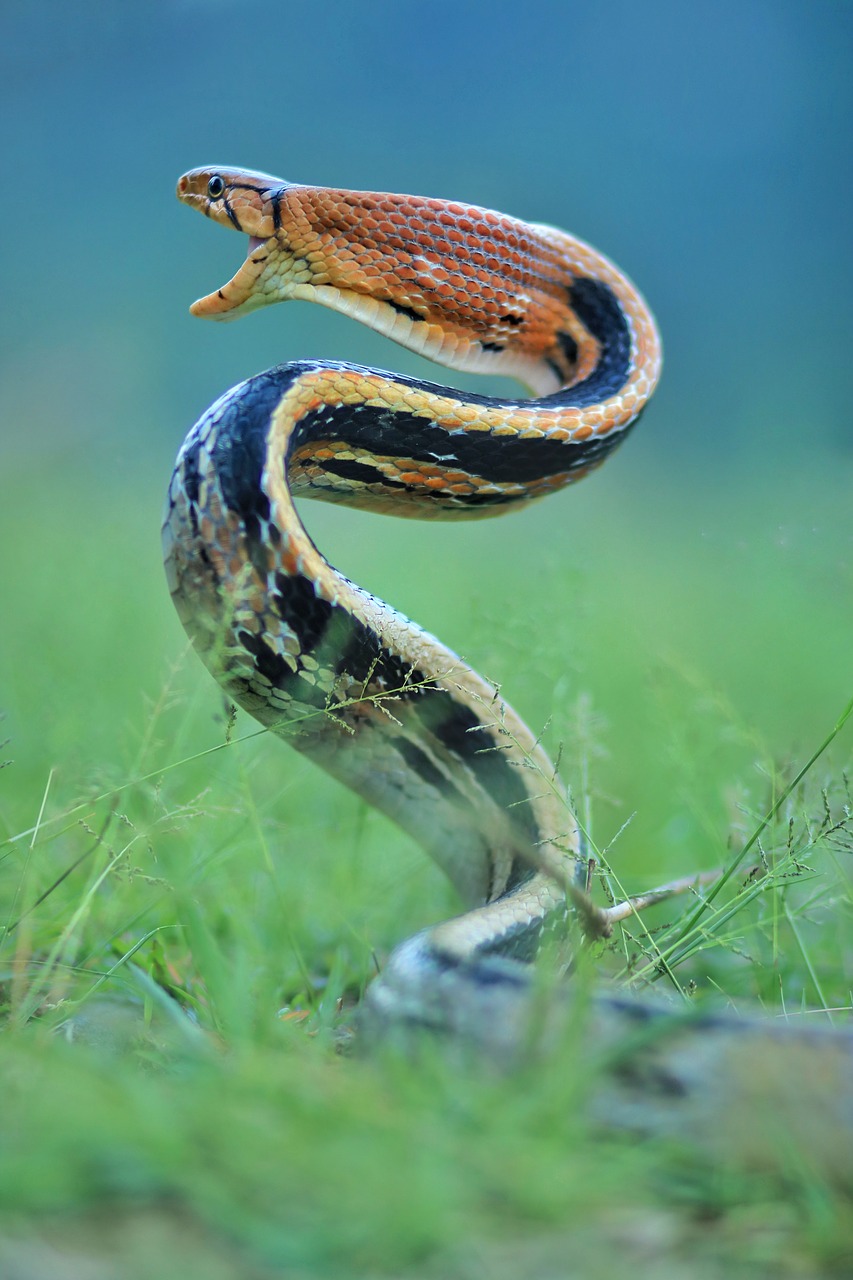 snake  animal  green free photo