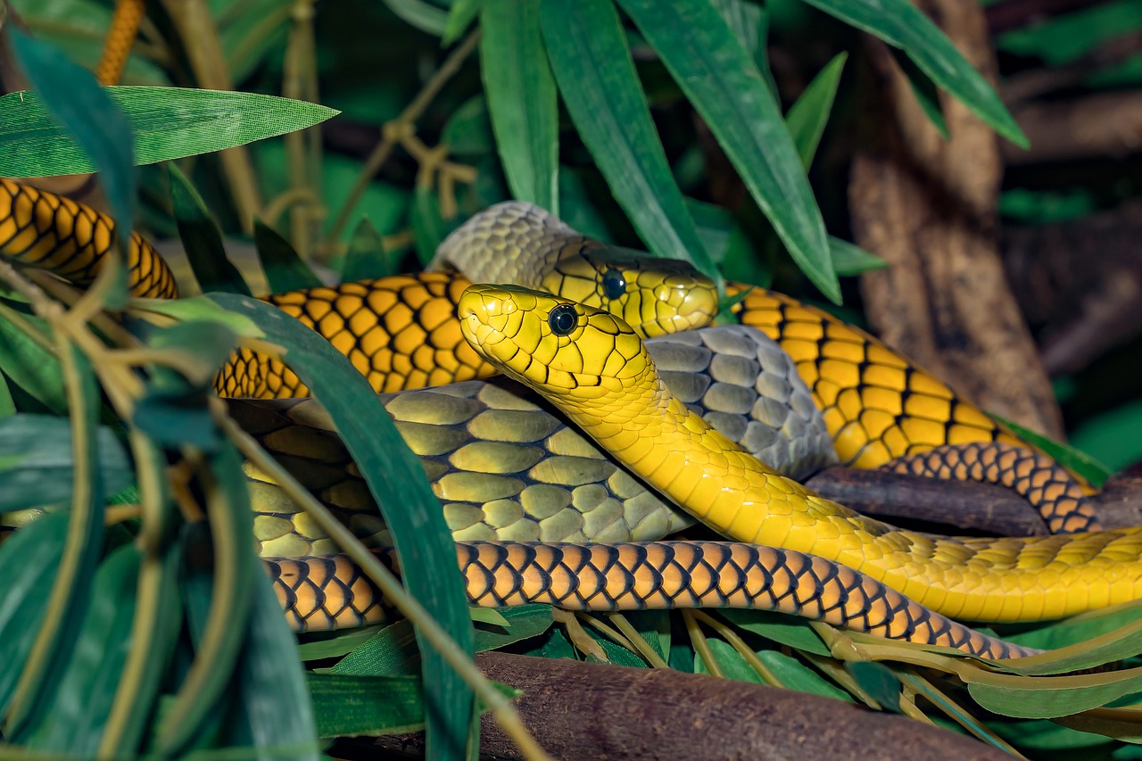 snake  venomous snake  green free photo