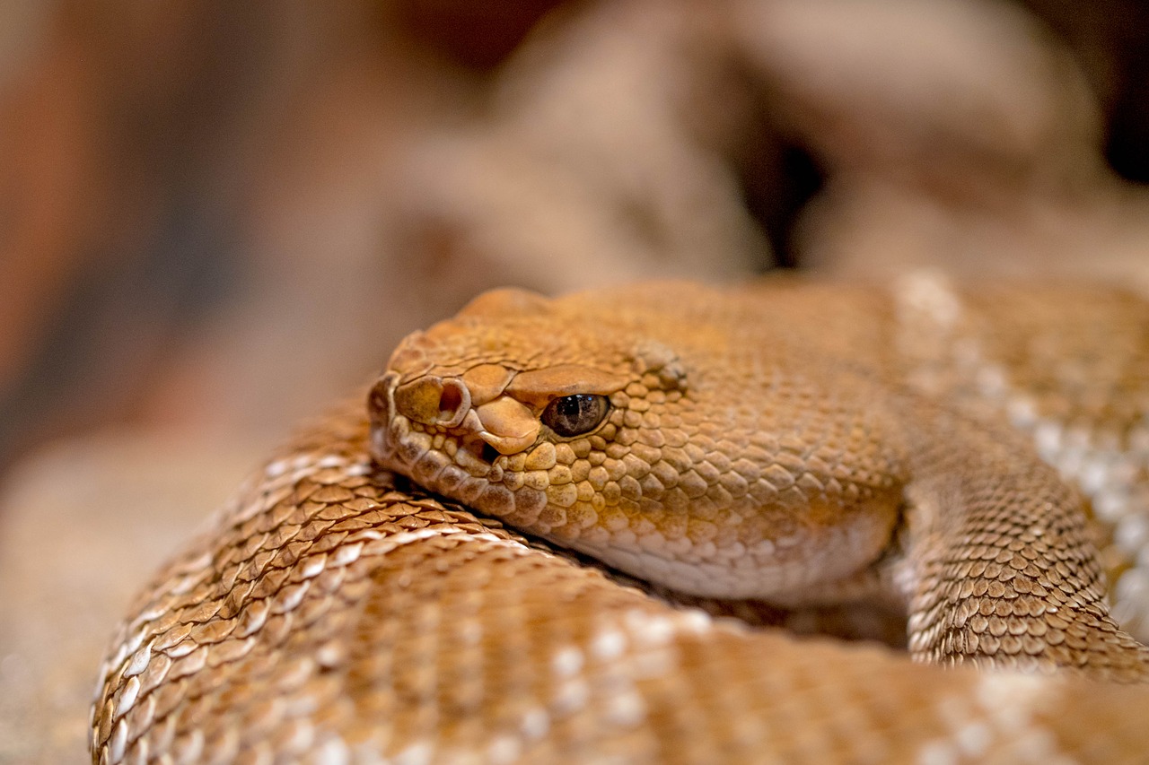 snake  viper  venomous free photo