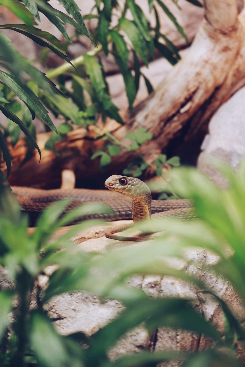 snake  green  head free photo