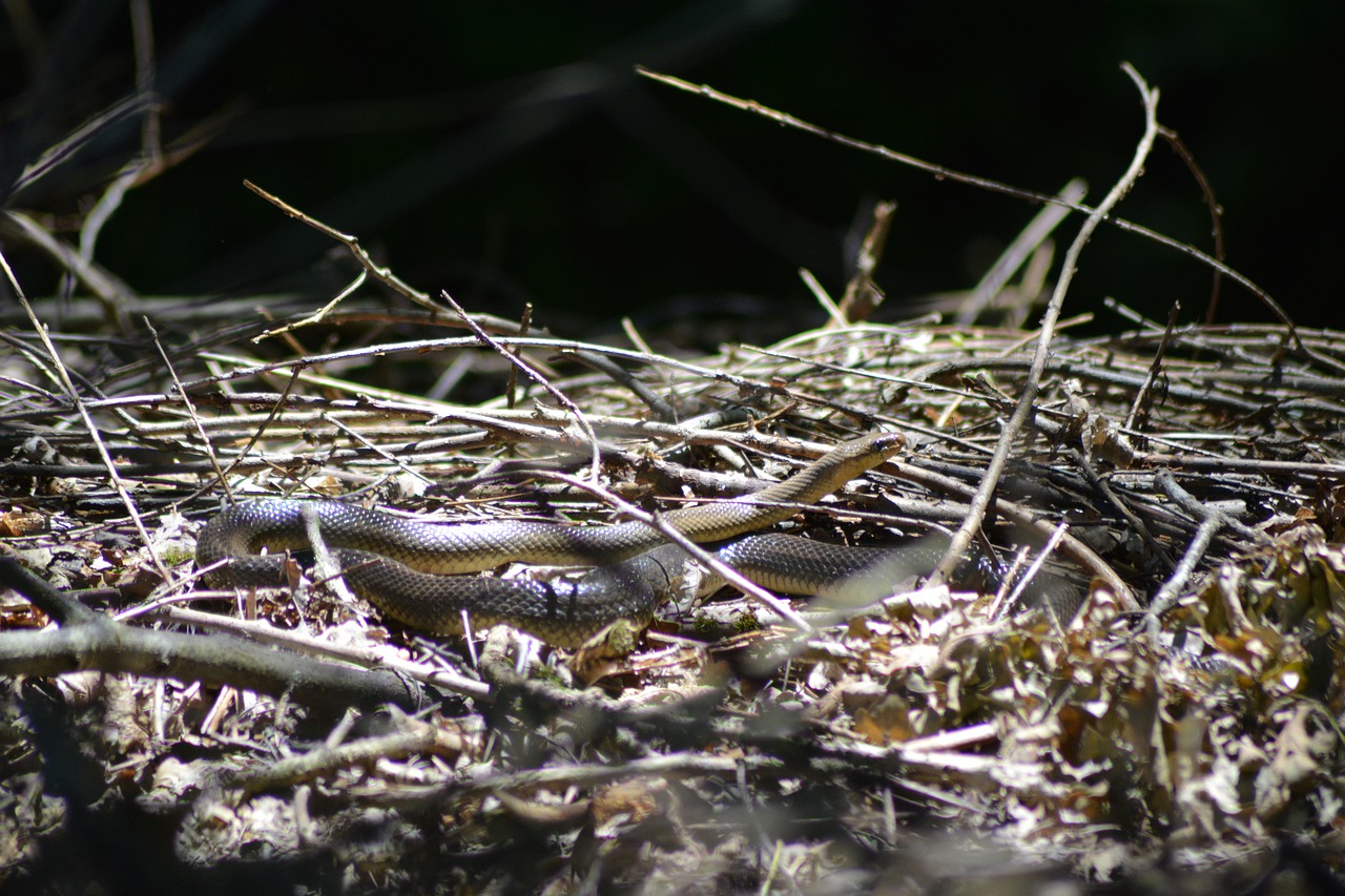 snake  reptile  wild free photo