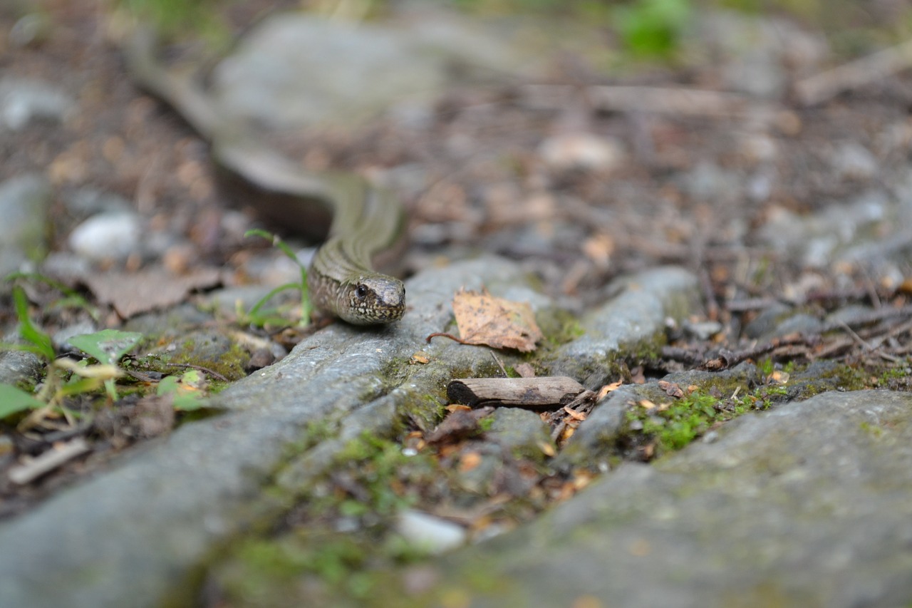 snake path forest free photo