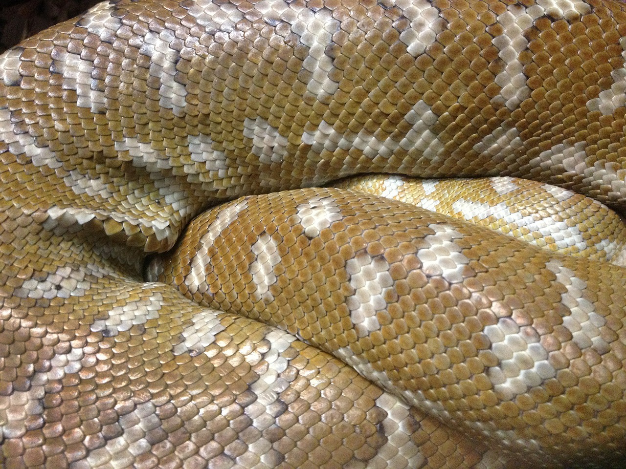 snake snakeskin skins free photo