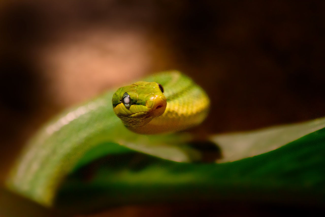 snake reptile nature free photo