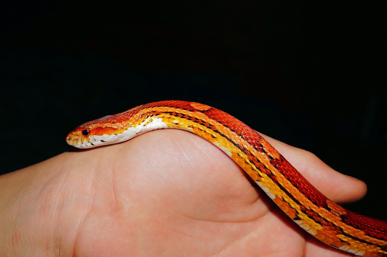 snake corn snake reptile free photo