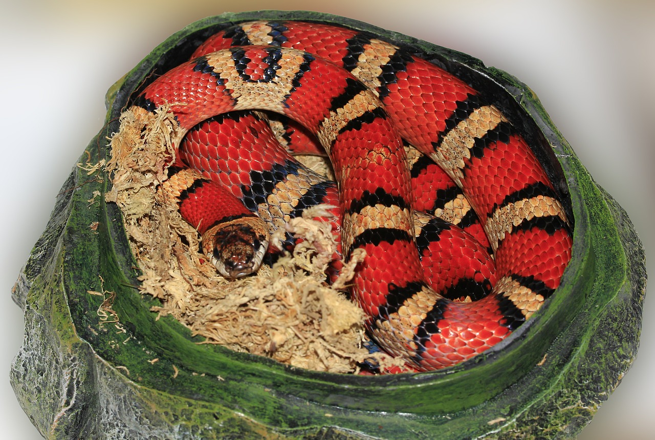 snake king snake striped free photo