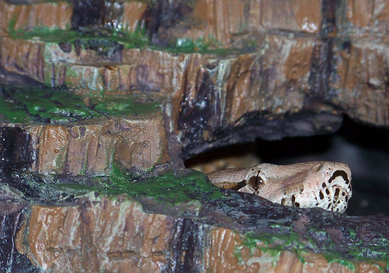 snake boa constrictor imperator lurking free photo