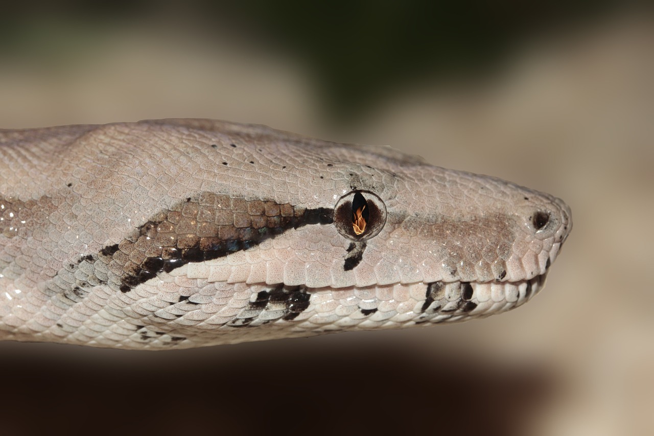 snake eye reptile free photo
