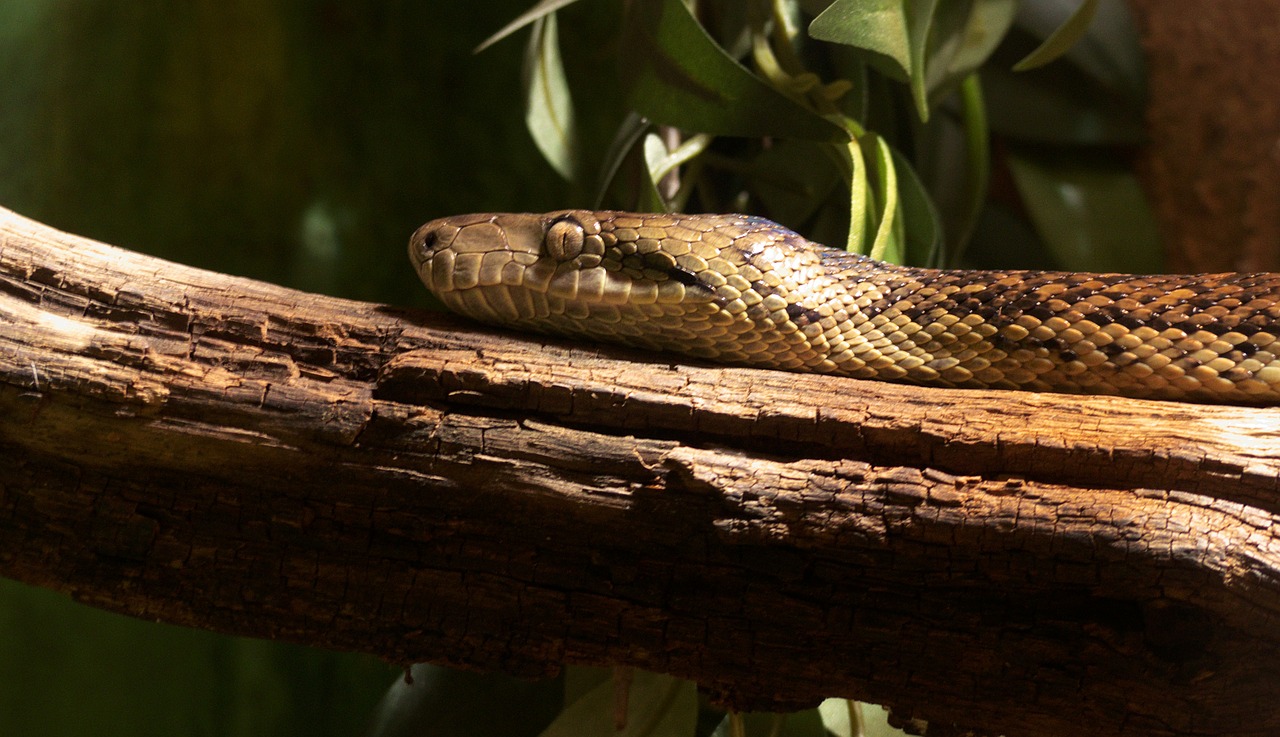 snake reptile animal free photo