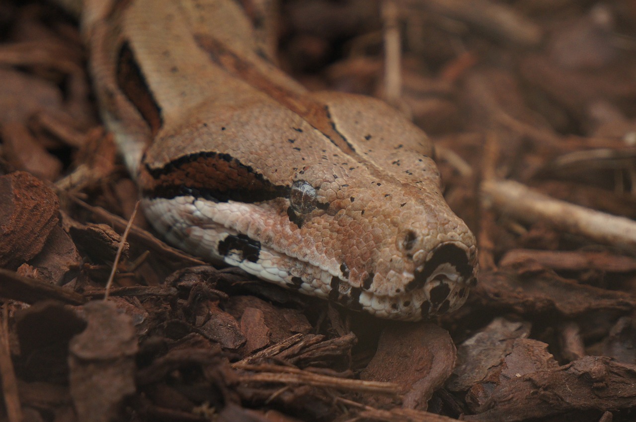 snake zoo animal free photo