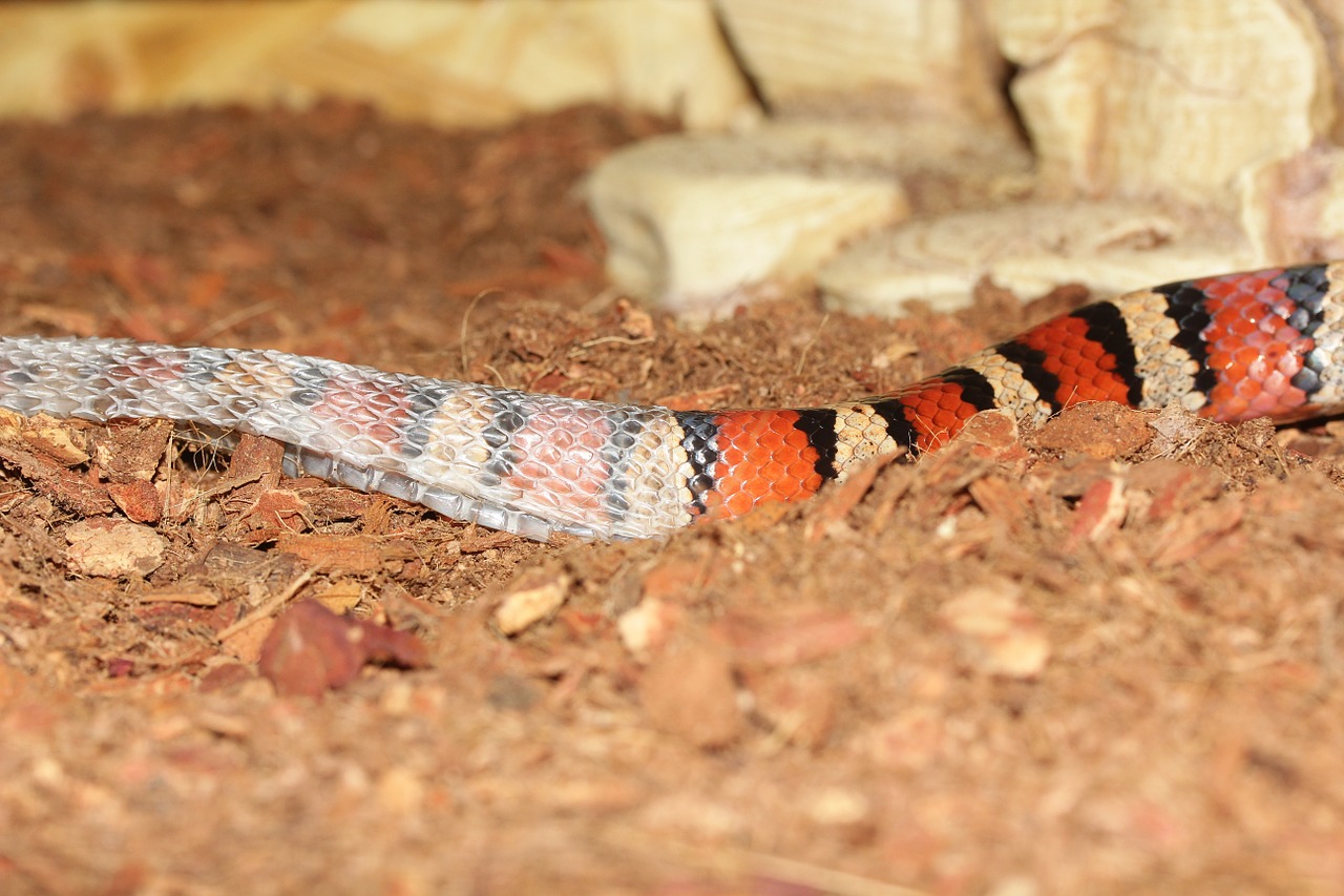 snake lampropeltis skinning free photo