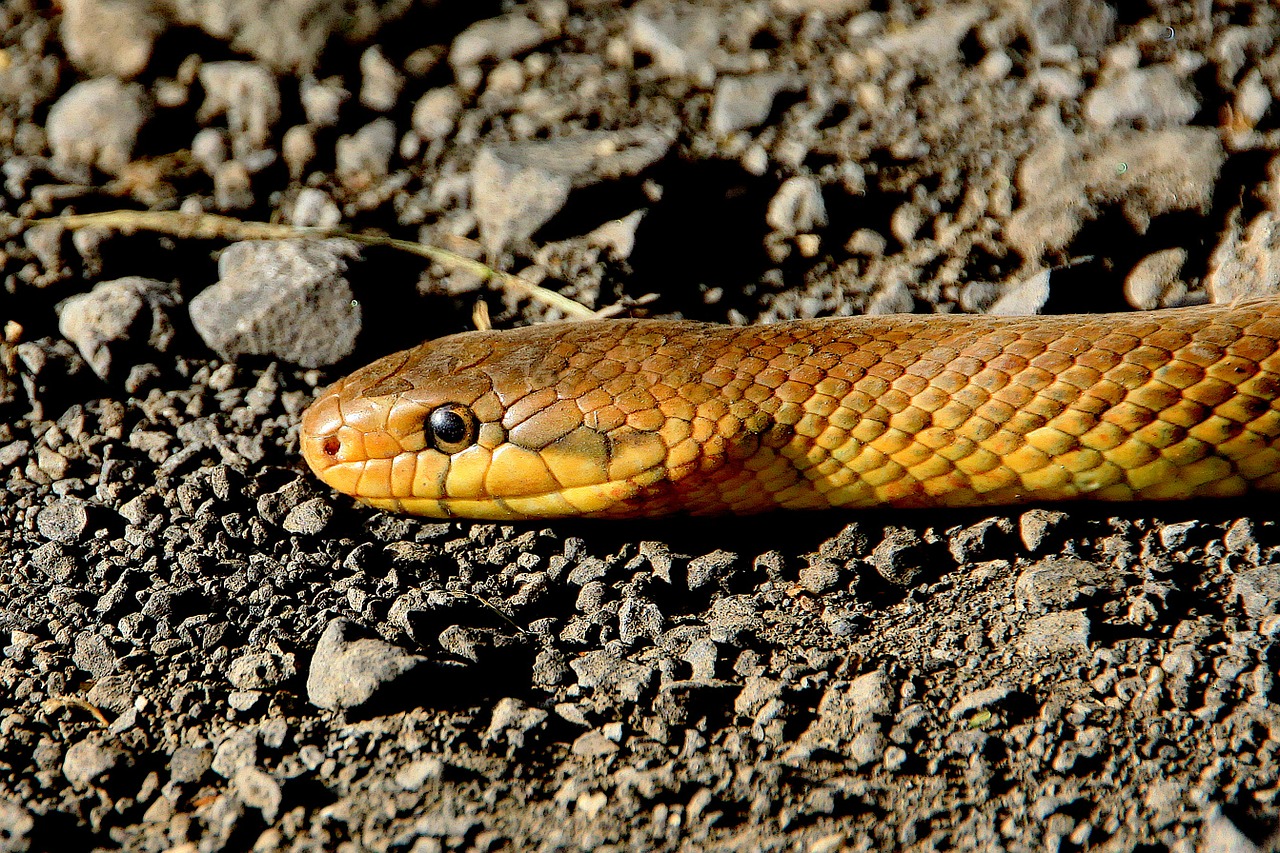 snake animals reptile free photo