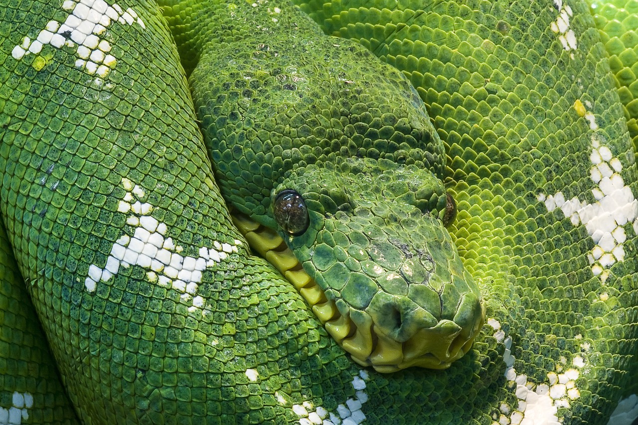 snake python animal free photo