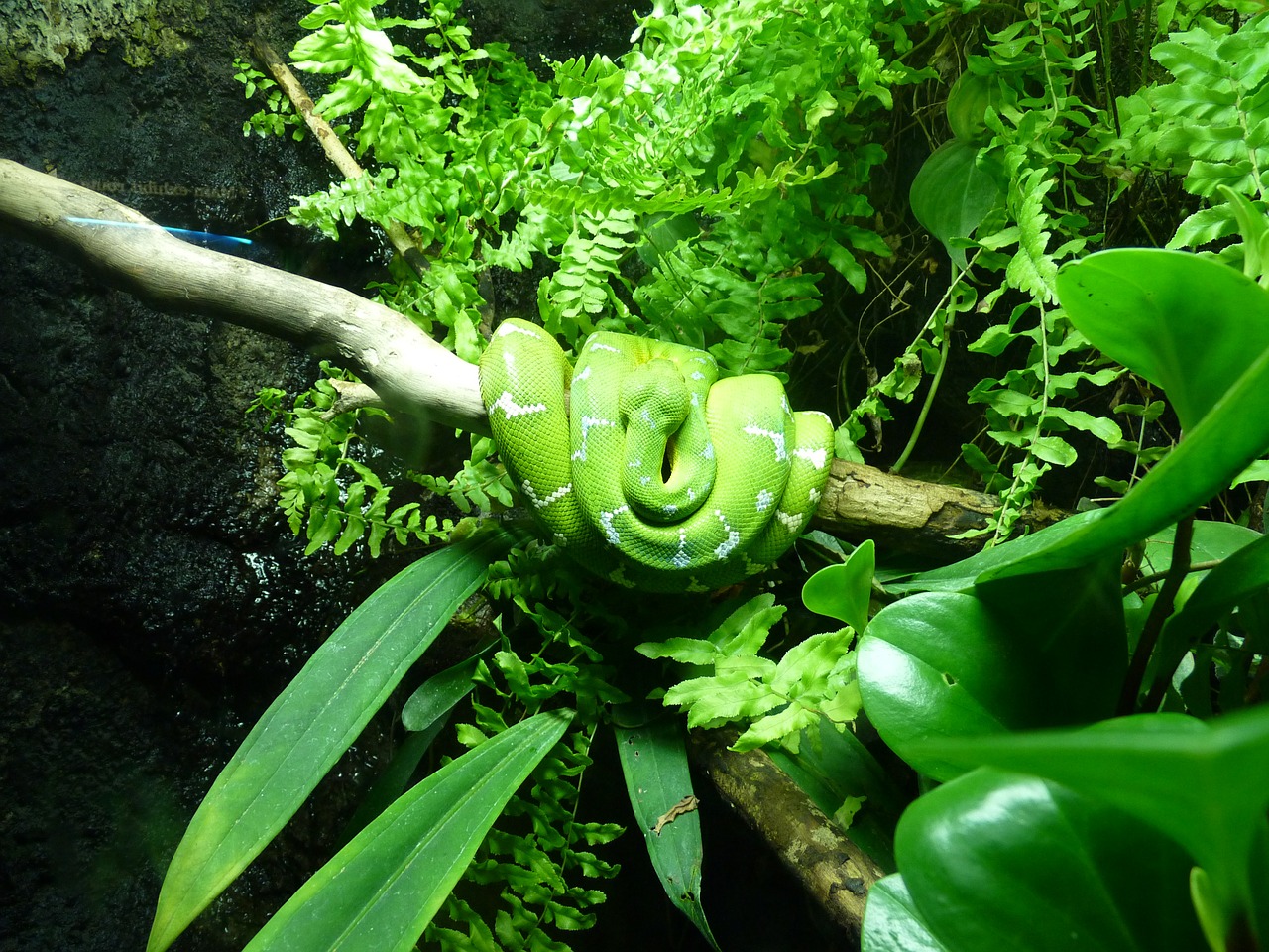 snake green tree python free photo