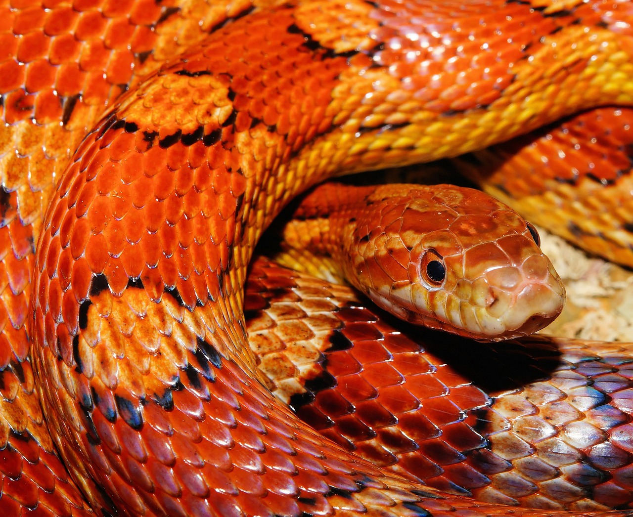 snake corn snake reptile free photo