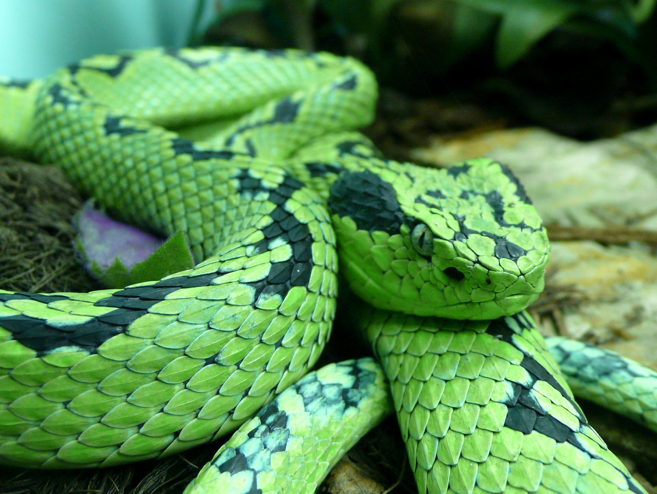 snake yellow blotched palm pitviper viper free photo